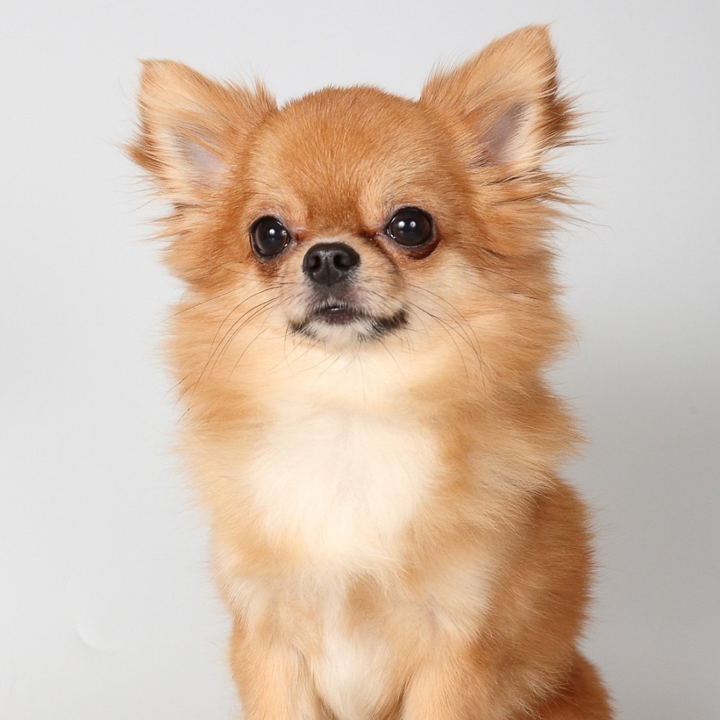 Чихуахуа -стрижа под машинку