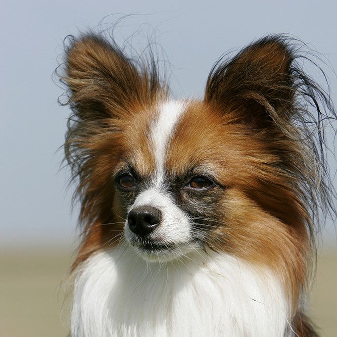 Папийон - комплекс без подстригания шерсти на корпусе