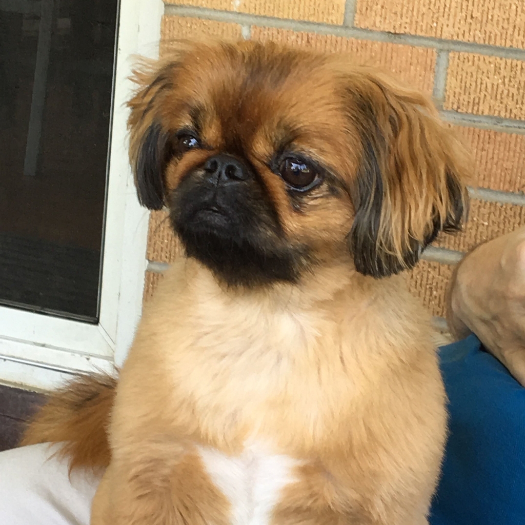 Пекинес - стрижка