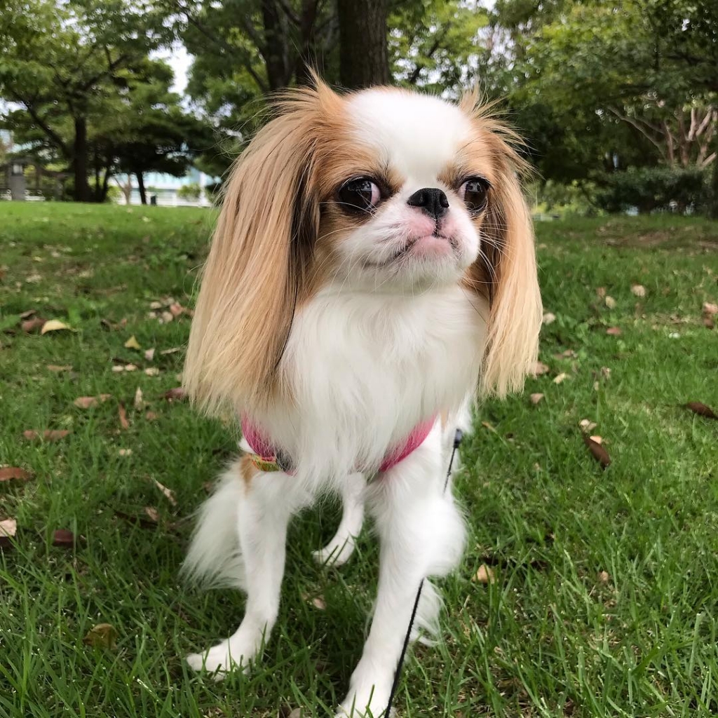 Японский хин- комплекс с подстригаем шерсти ножницами