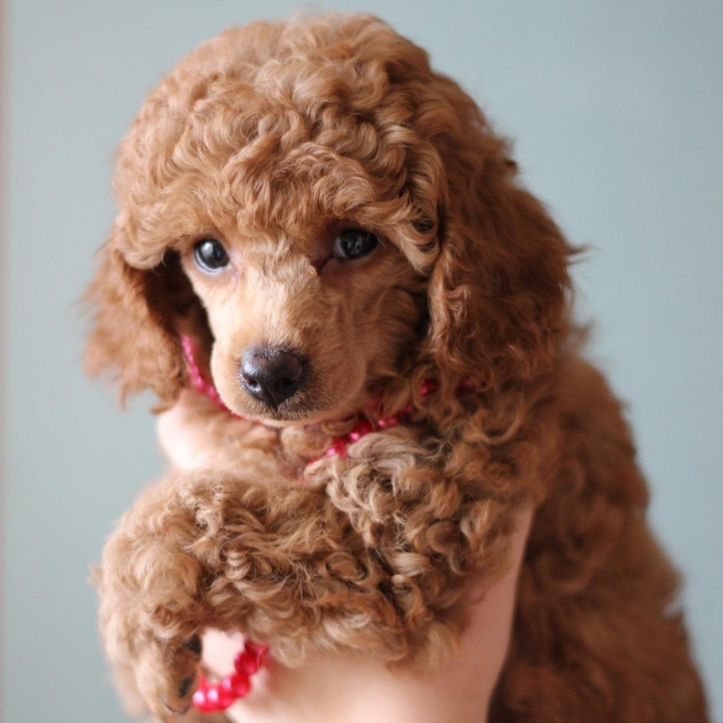 Той пудель до 28 см (гигиенический комплекс)