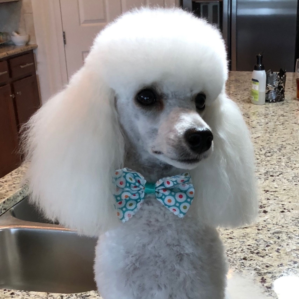 Той пудель до 28 см (полностью под машинку)