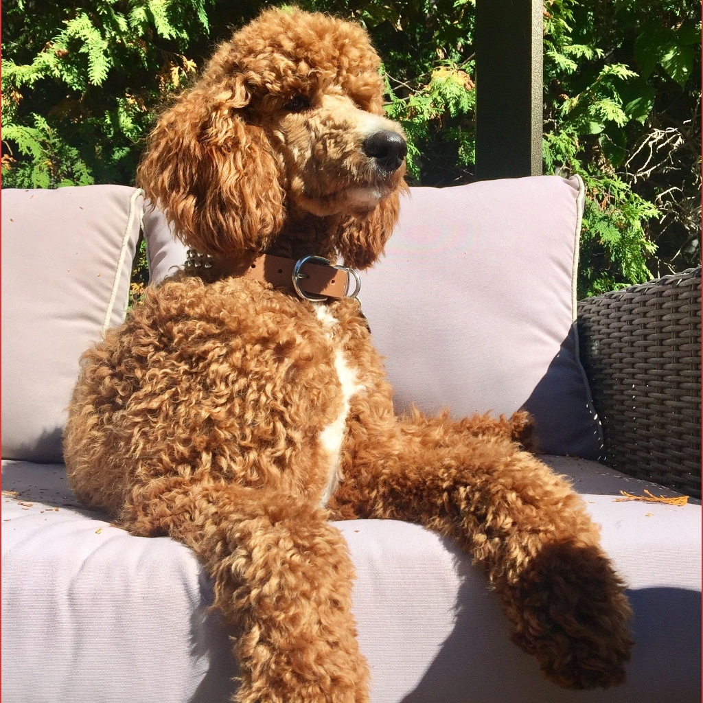 Большой пудель от 45 см (гигиена, мытье, окантовка мордочки)