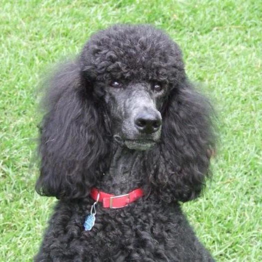 Малый пудель до 45см (гигиенический комплекс)