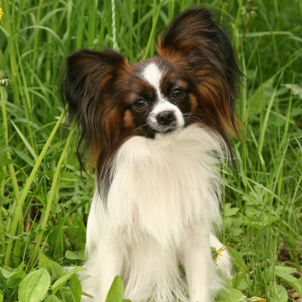 Папийон - комплекс со стрижкой под ножницы