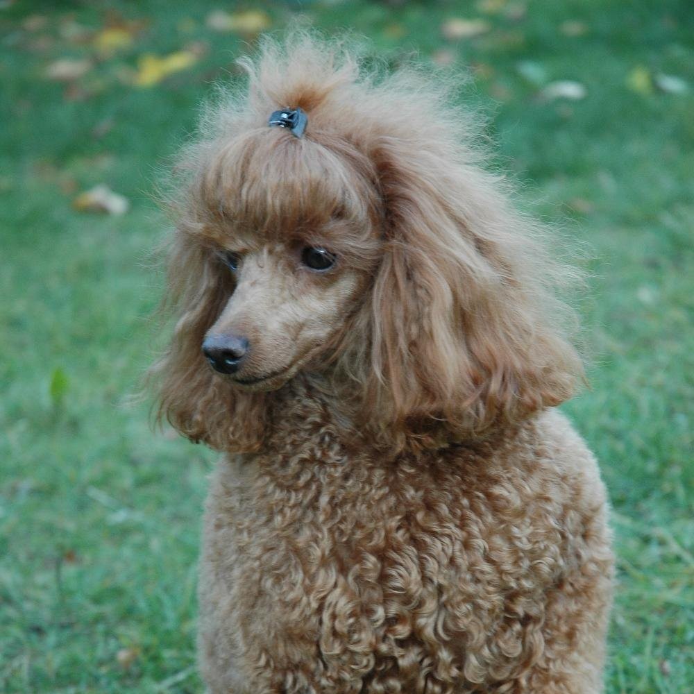 Карликовый пудель до 35см (гигиенический комплекс)