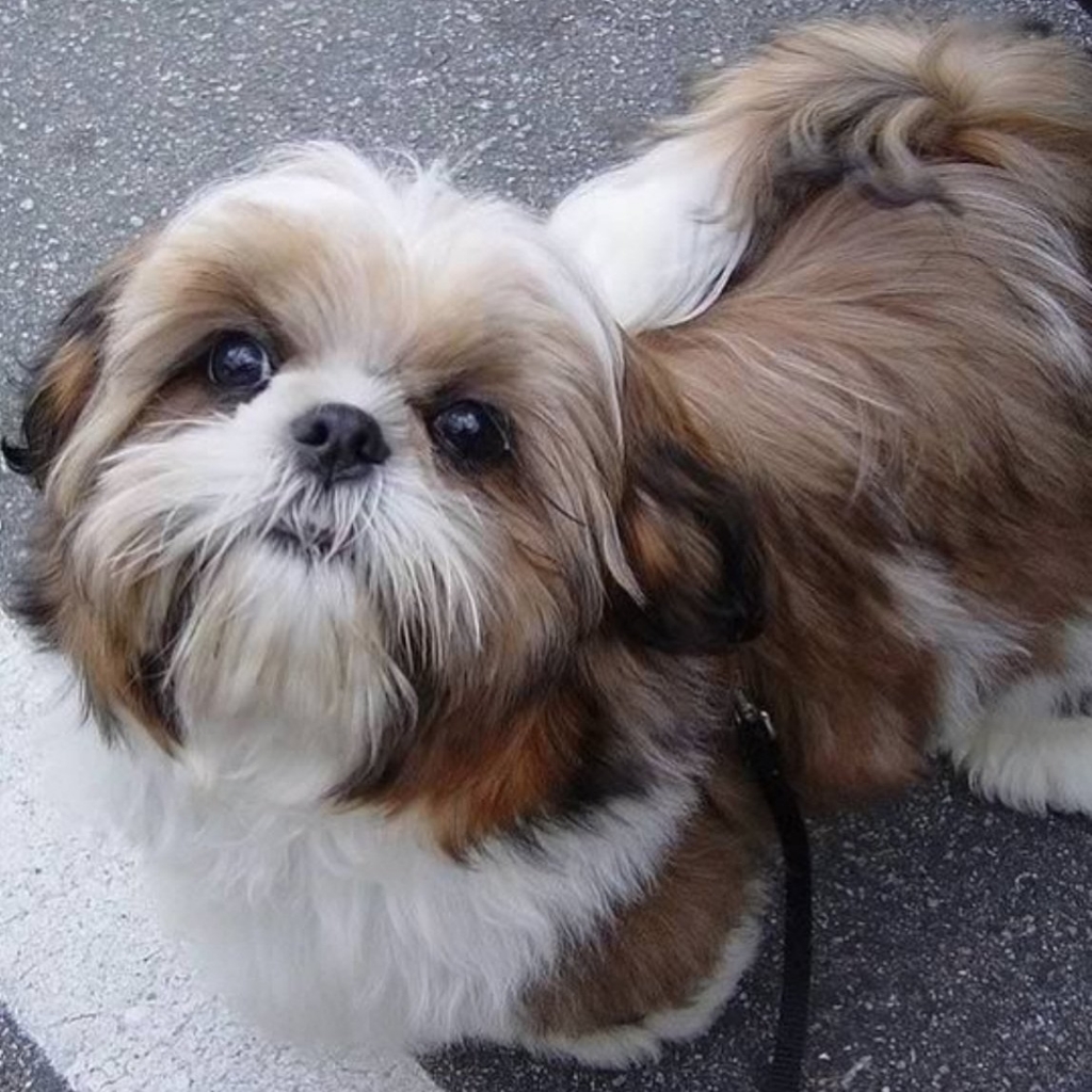 Ши-тцу - гигиенический комплекс