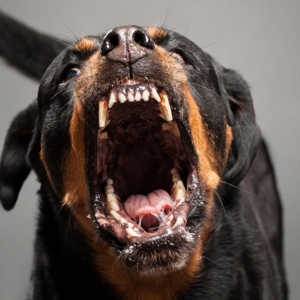 Агрессивное или не адекватное поведение питомца