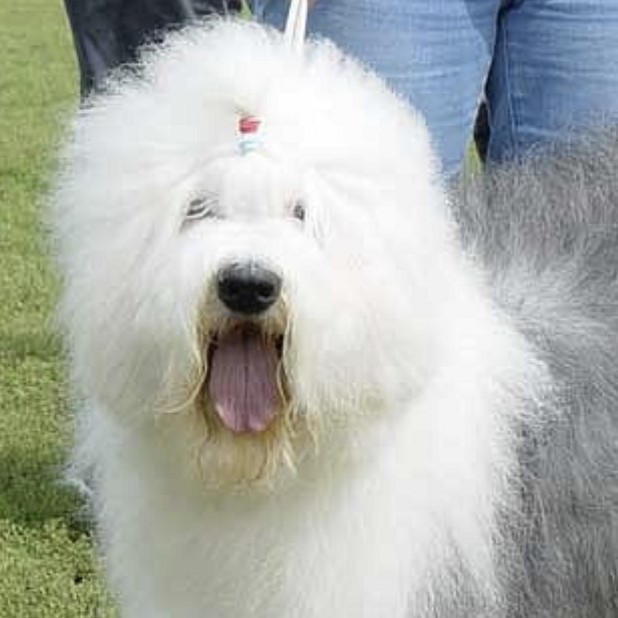 Комплексная стрижка