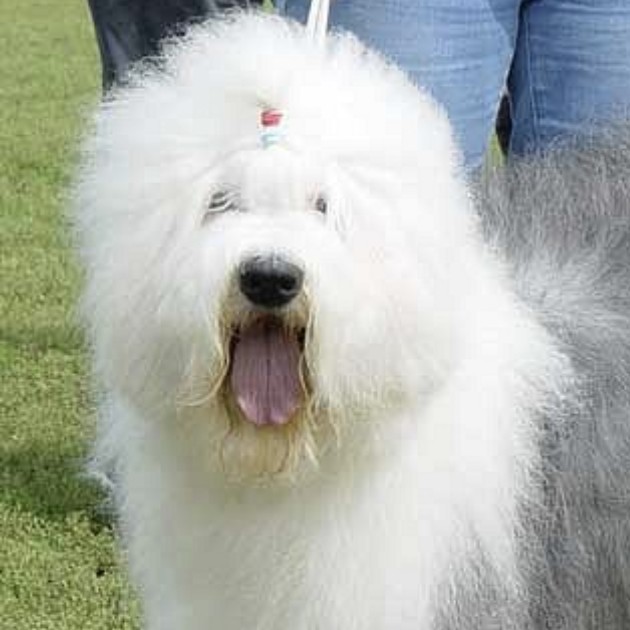 Гигиеническая стрижка с мытьём.