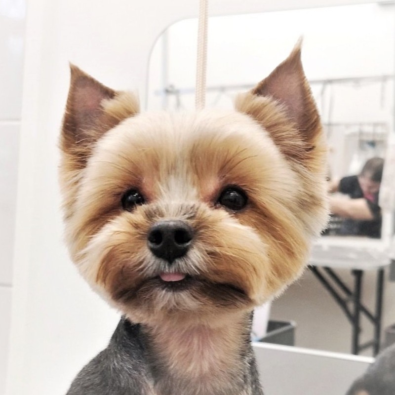 Гигиеническая окантовка мордочки(у глаз и носика)