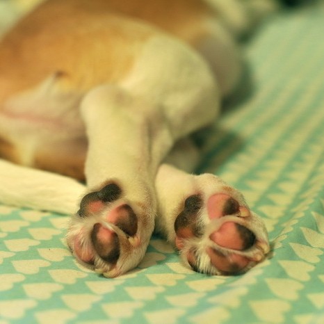 Выбривание подушечек лап-  крупные породы