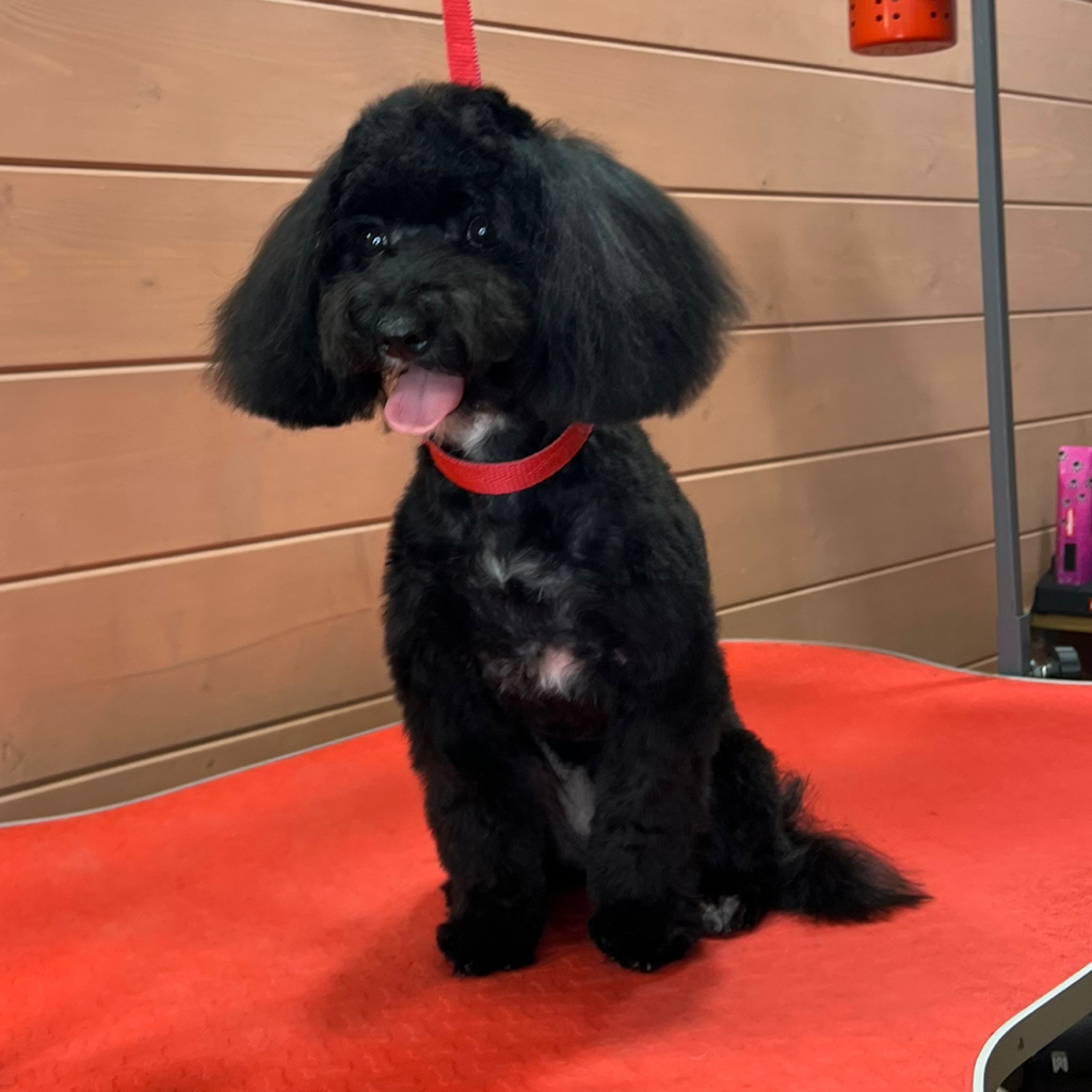 Мальтипу, полный комплекс