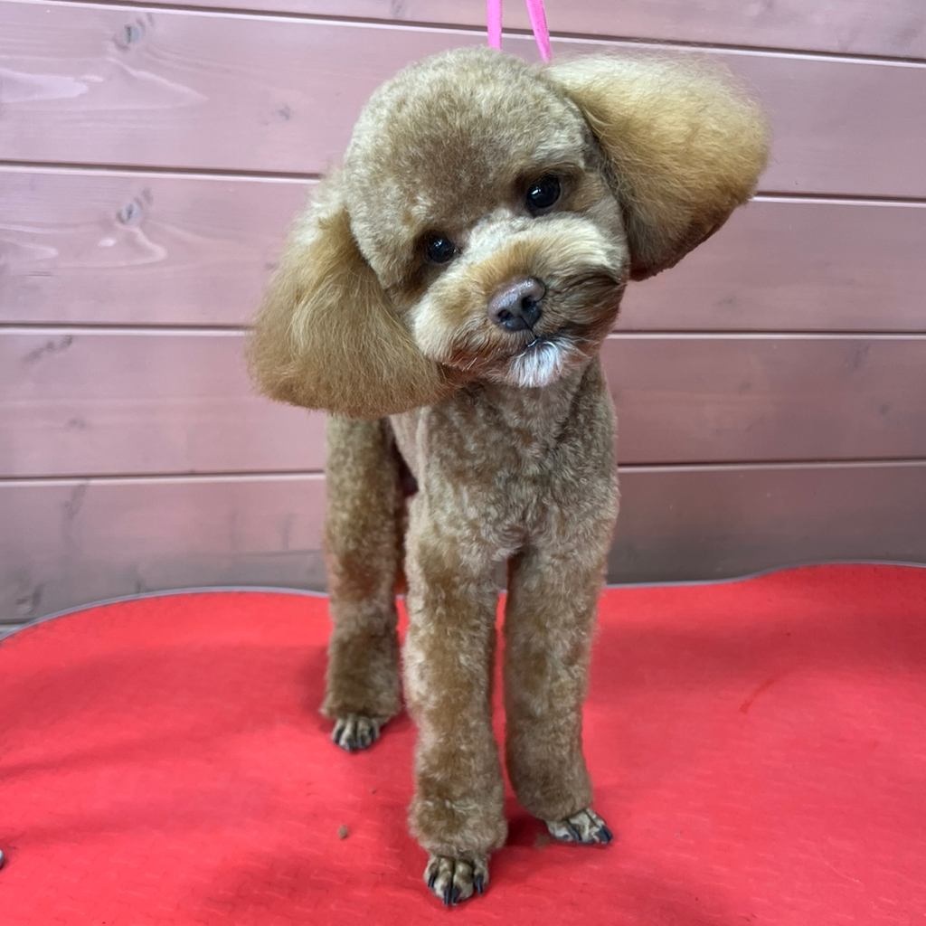 Той-пудель, полный комплекс