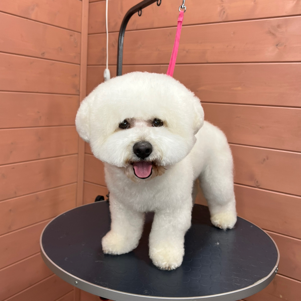 Бишон фризе, полный комплекс