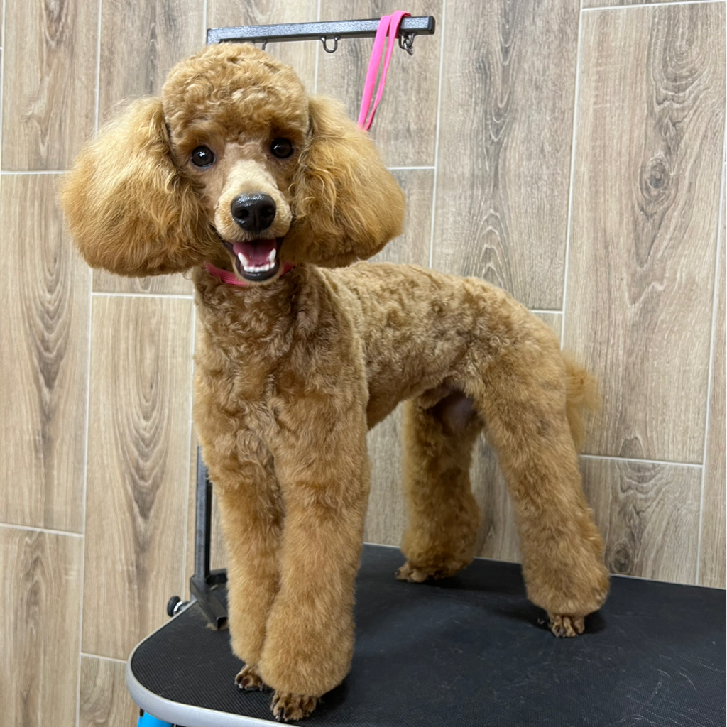 Малый пудель, полный комплекс