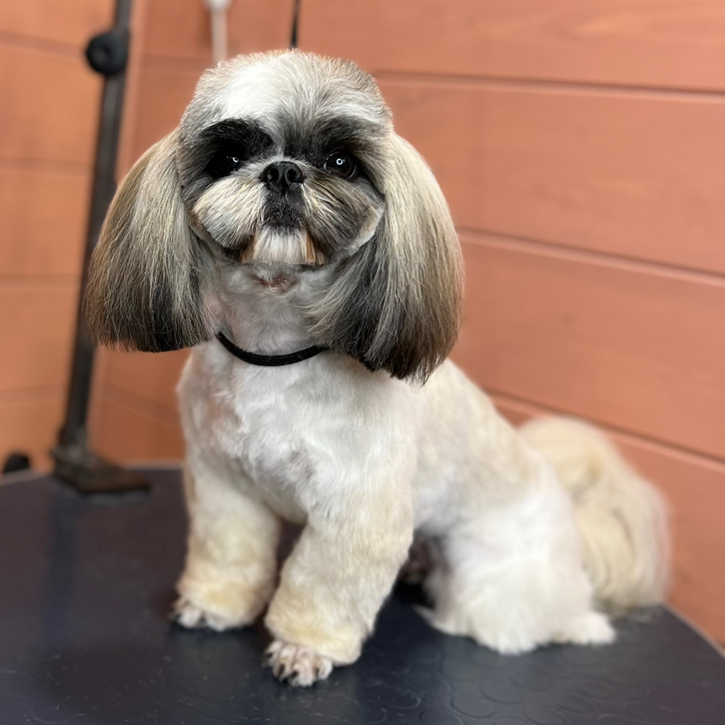 Ши-тцу, полный комплекс