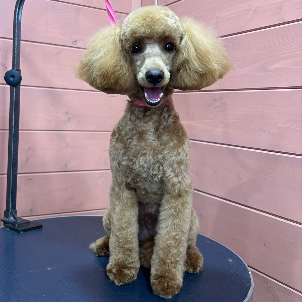 Карликовый пудель, полный комплекс