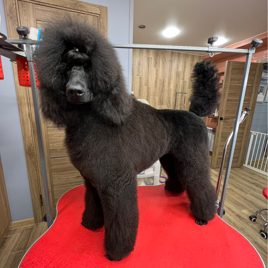 Большой пудель, полный комплекс (пет-стрижка)