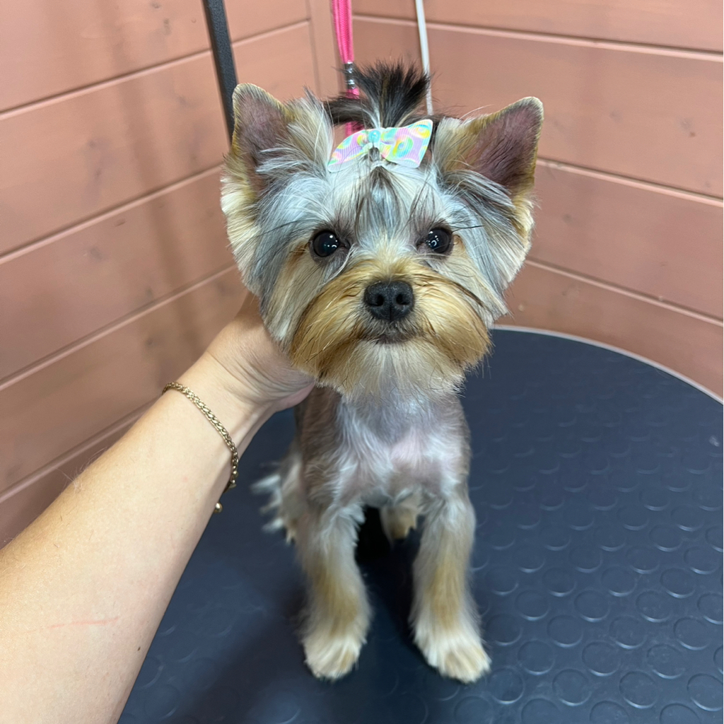 Йоркширский терьер, Полный комплекс