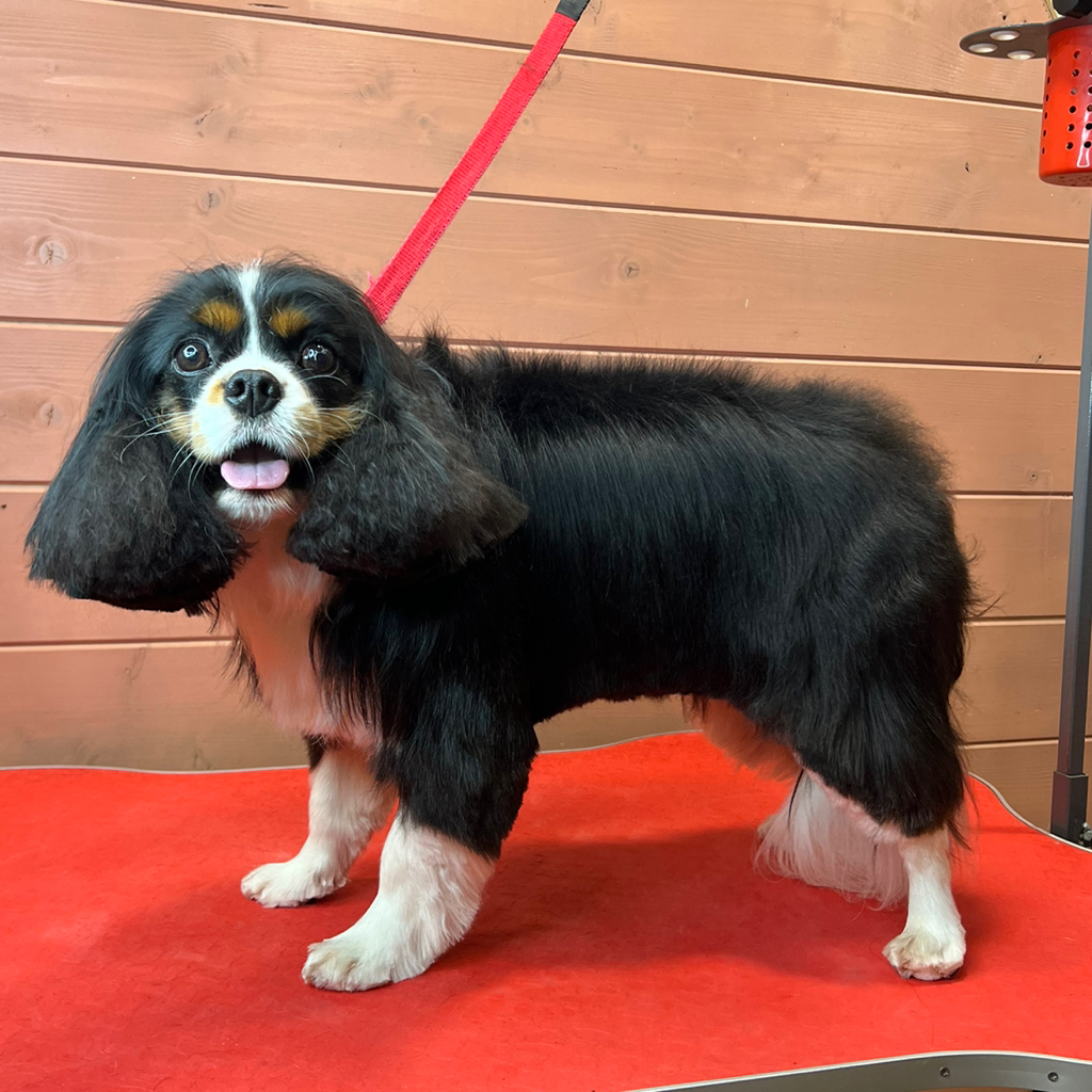 Кинг чарльз спаниель, полный комплекс(без тримминга)