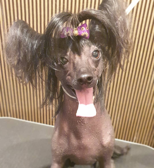 Китайская хохлатая (голая) полный комплекс