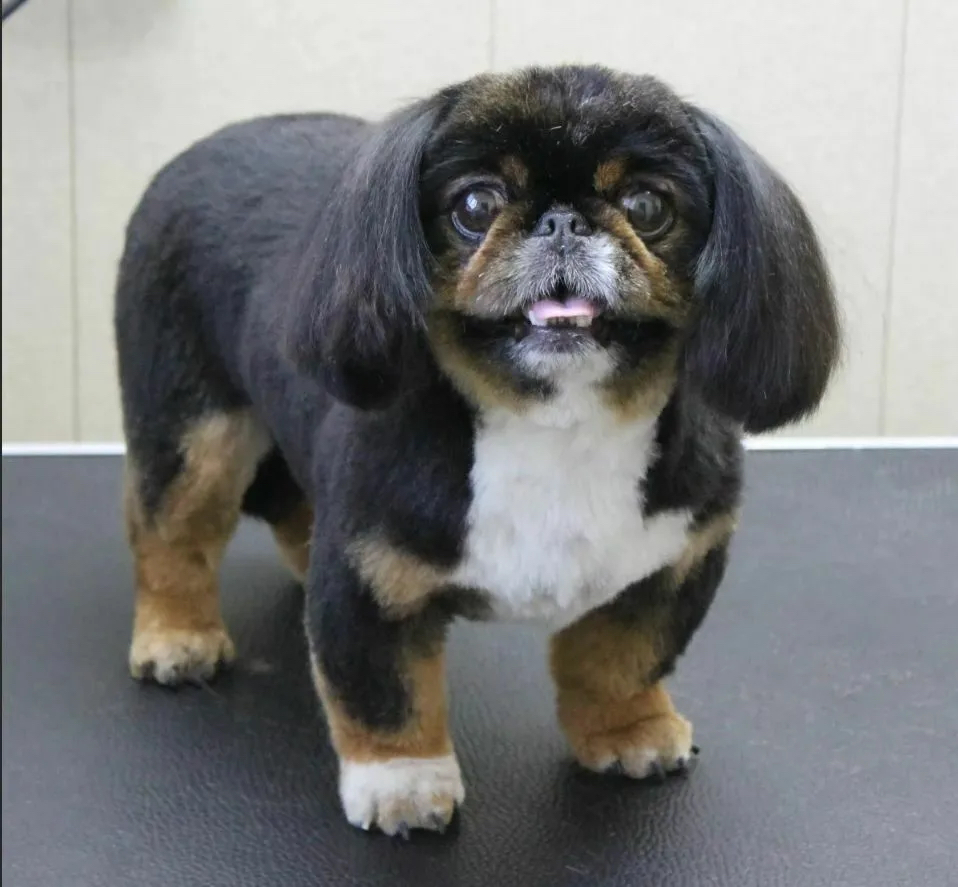 Пекинес, полный комплекс