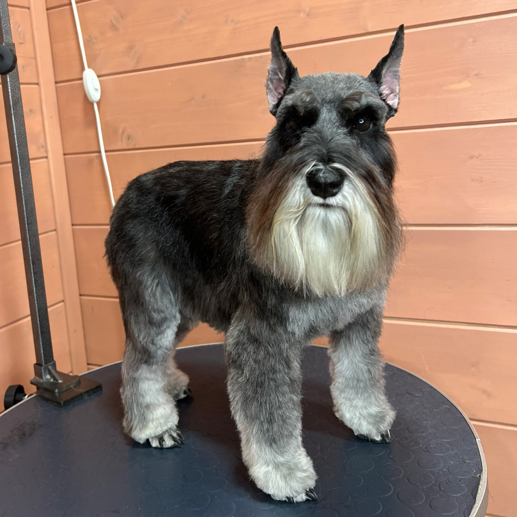 Цвергшнауцер , полный комплекс (стрижка)