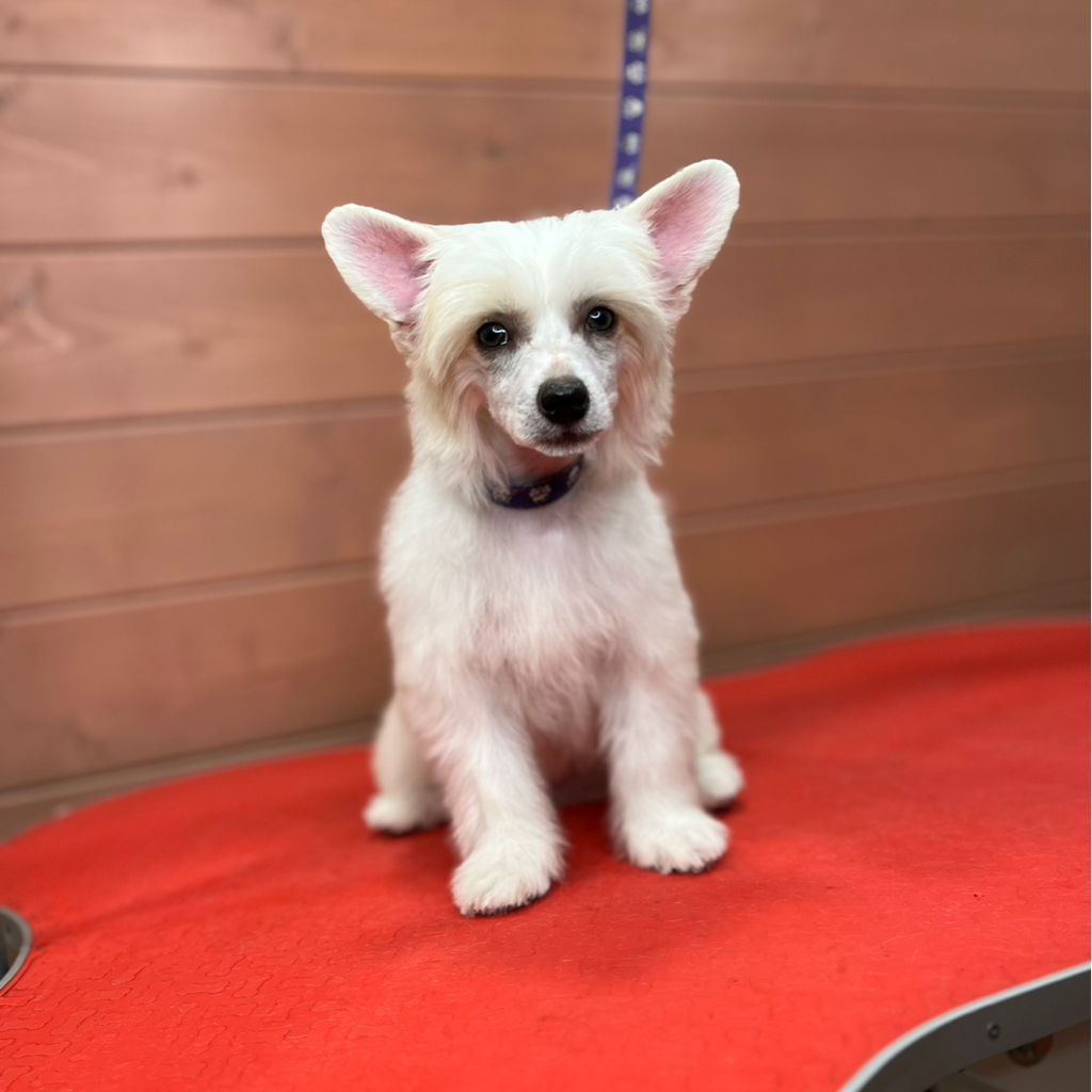 Китайская хохлатая пуховка, полный комплекс