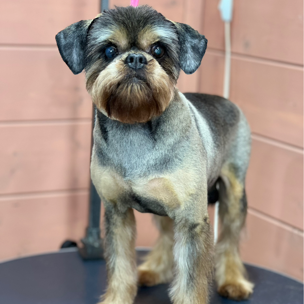 Бельгийский грифон, полный комплекс