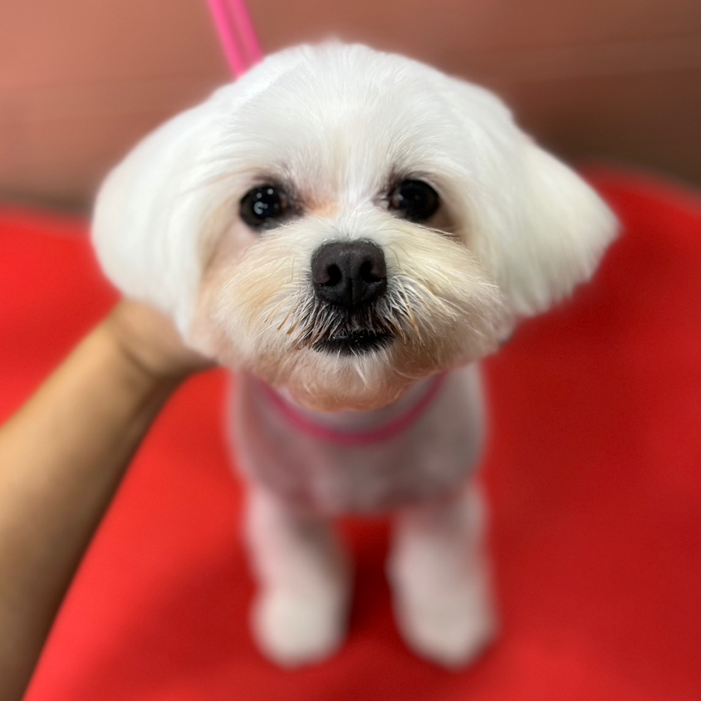 Мальтийская болонка, полный комплекс