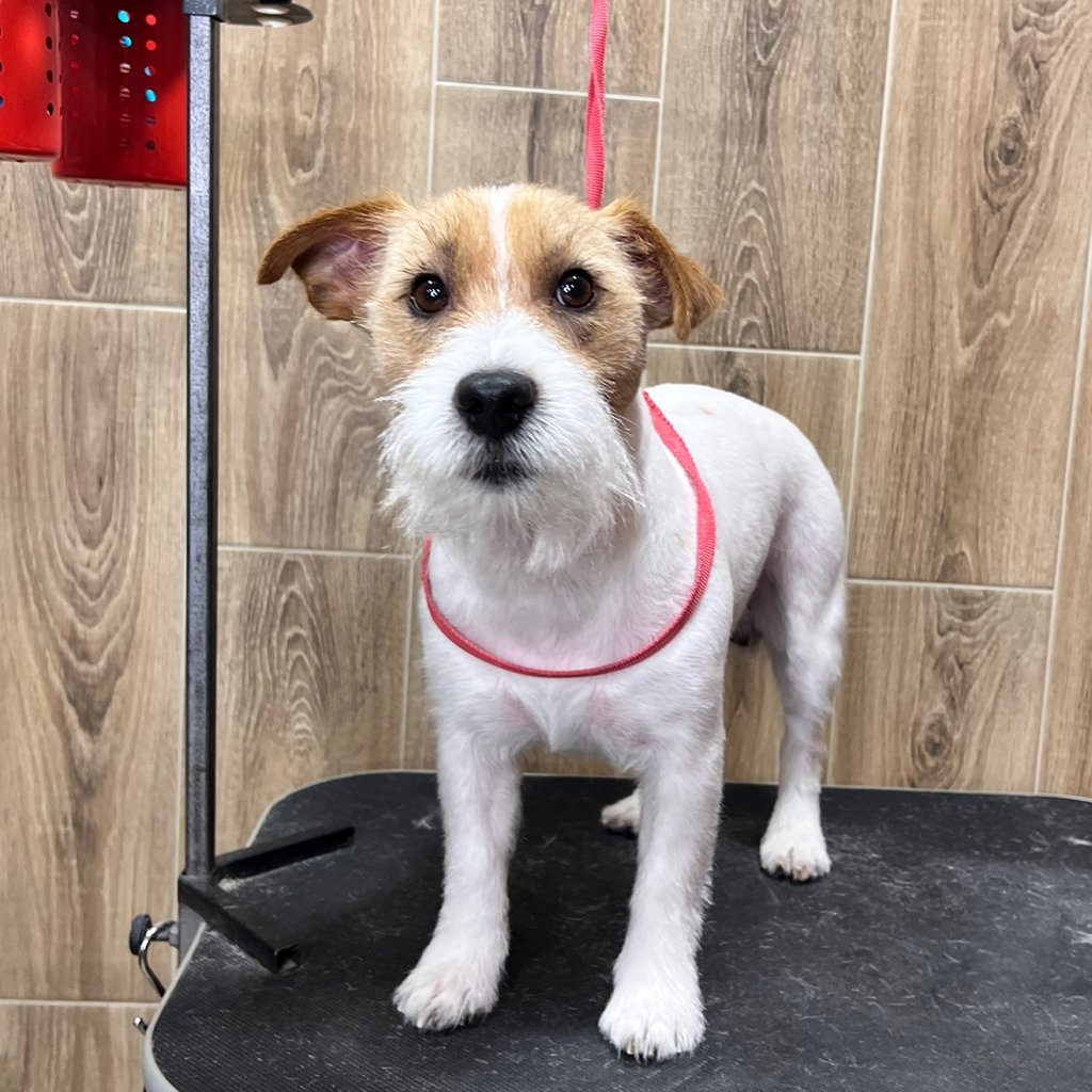 Джек Рассел терьер стрижка