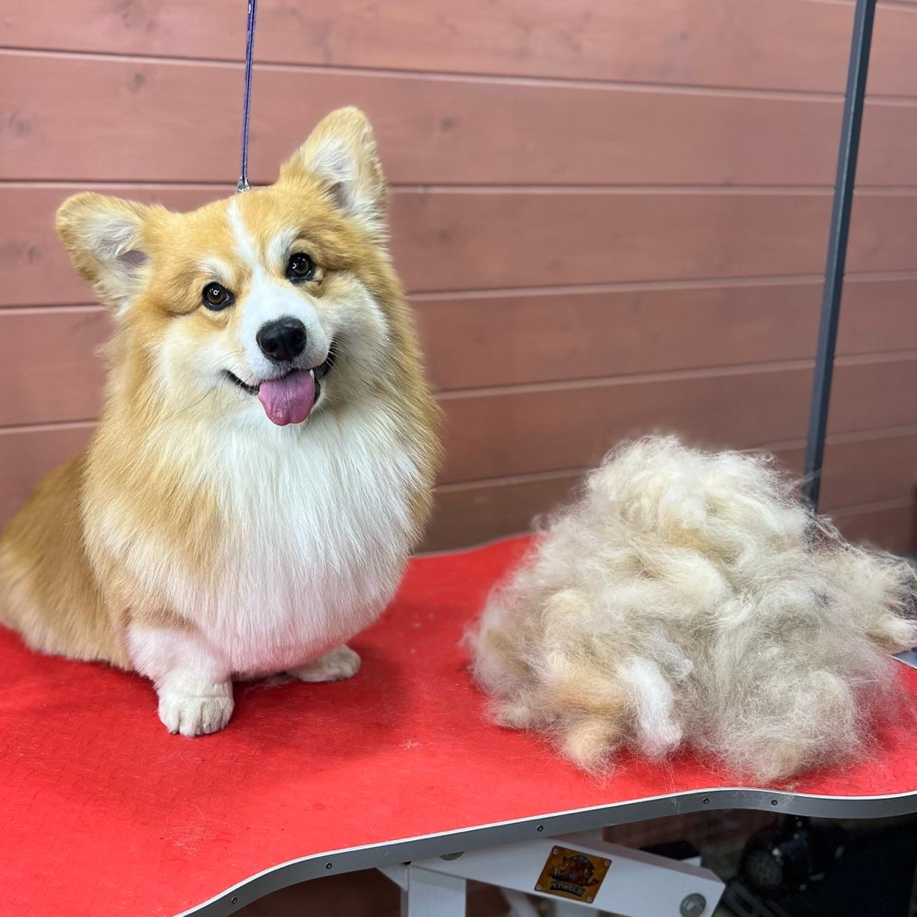 Корги, полный комплекс