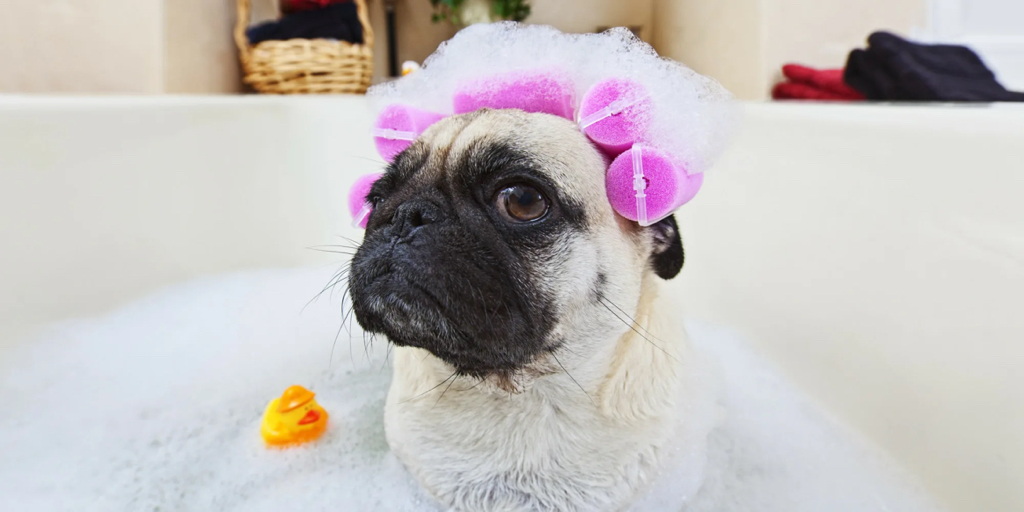 Мопс, полный комплекс