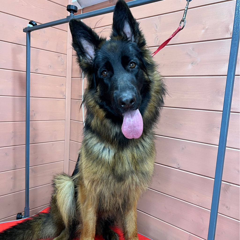 Немецкая овчарка, полный комплекс