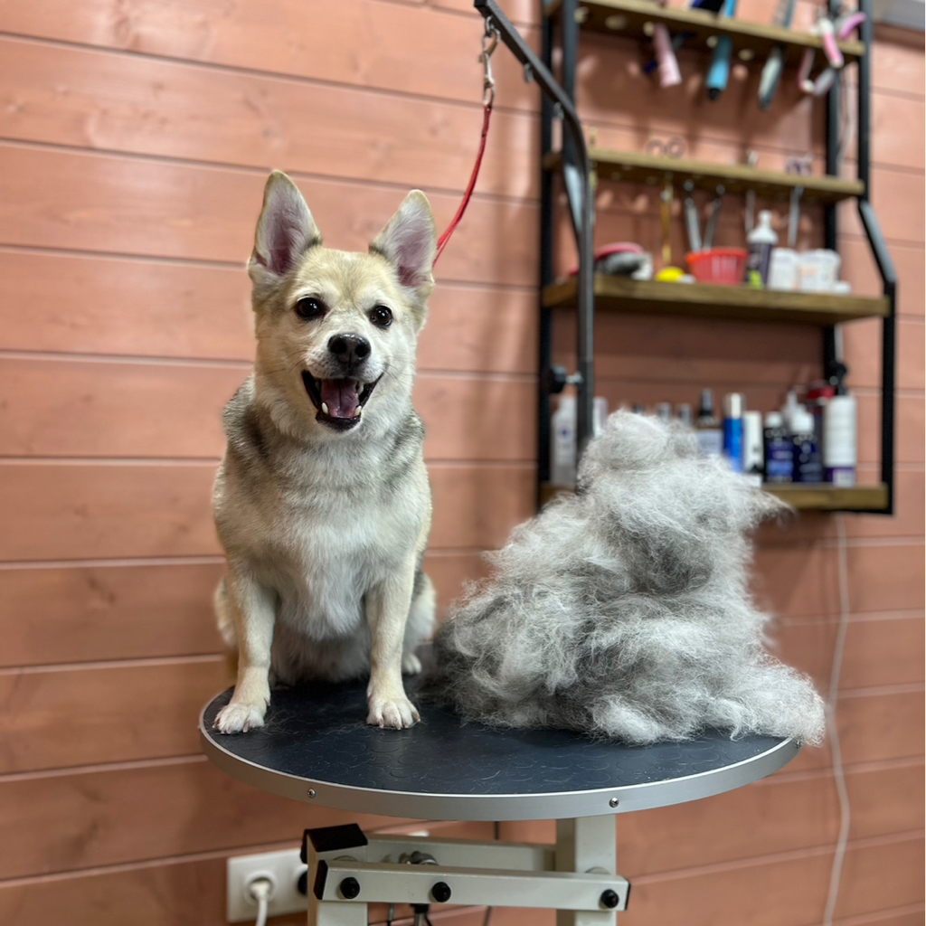 Метис от 3 до 15кг