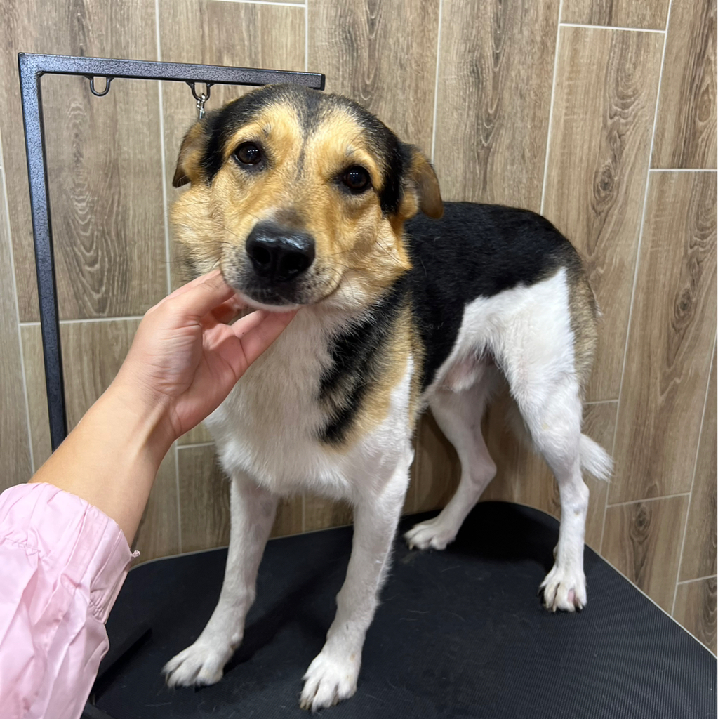 Метис от 15 до 35кг