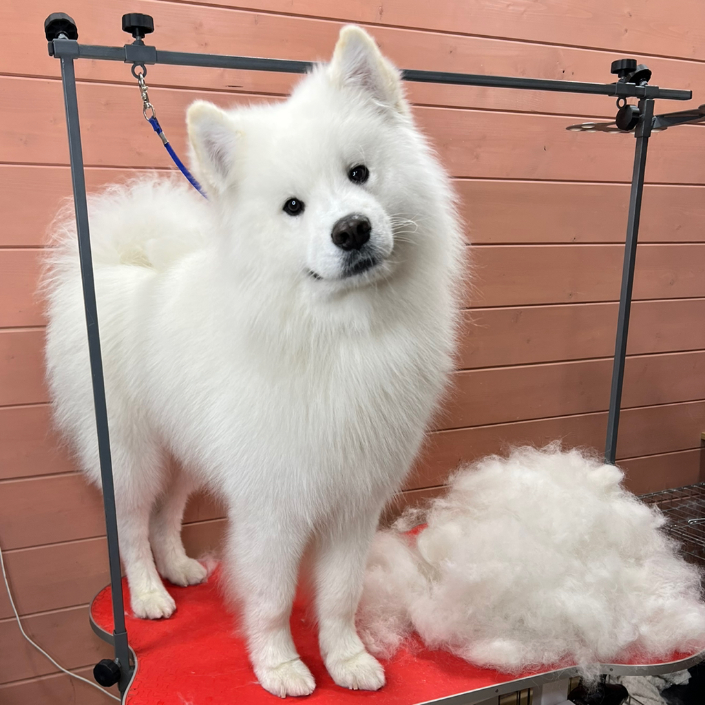 Самоед, полный комплекс