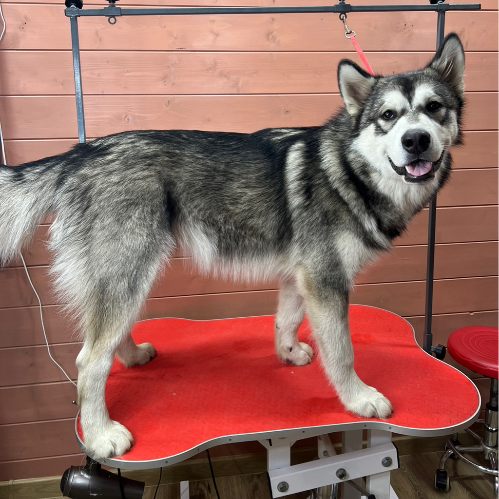 Аляскинский маламут