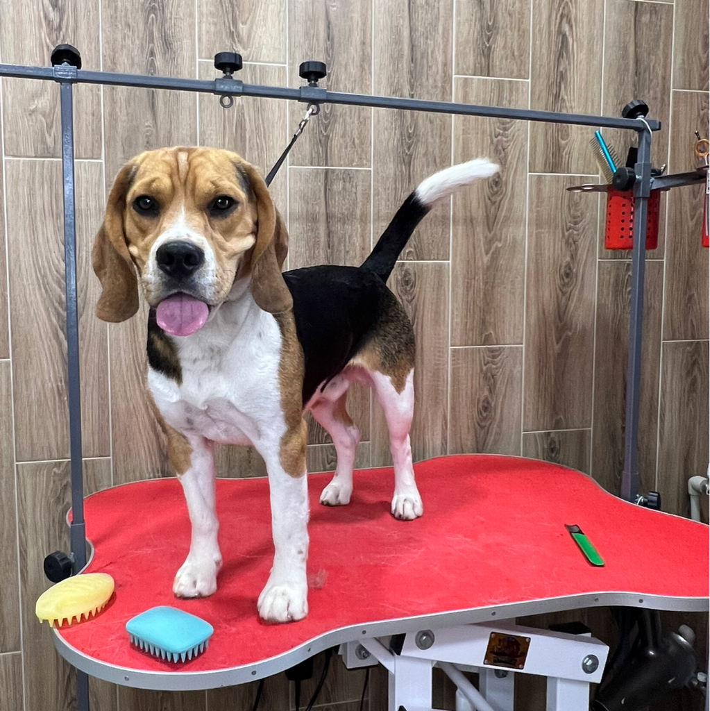 Бигль , полный комплекс