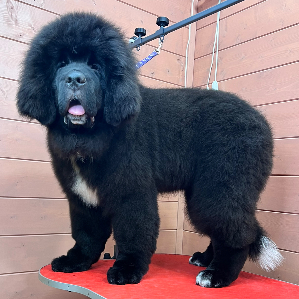 Ньюфаундленд, полный комплекс