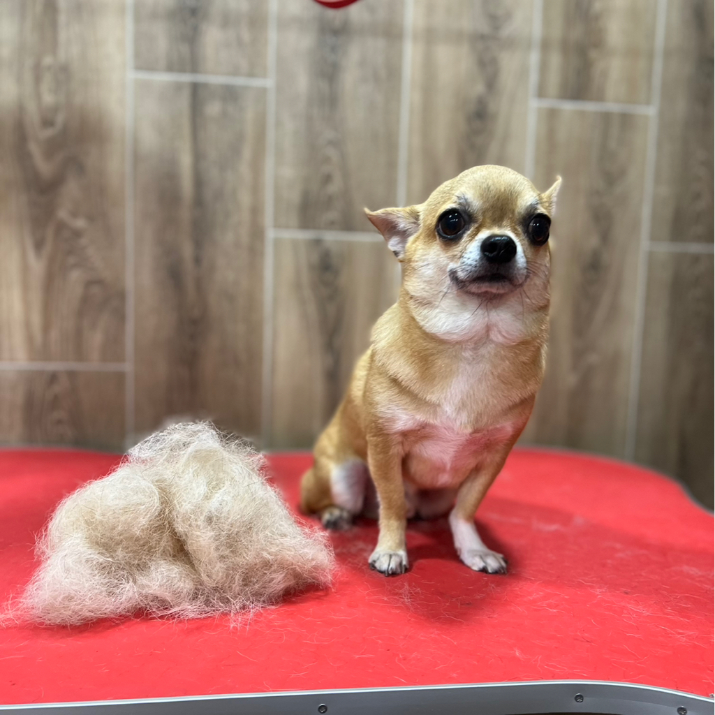 Чихуахуа короткошерстный, полный комплекс