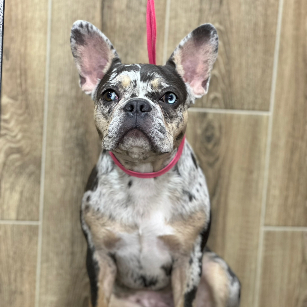 Французский бульдог, полный комплекс