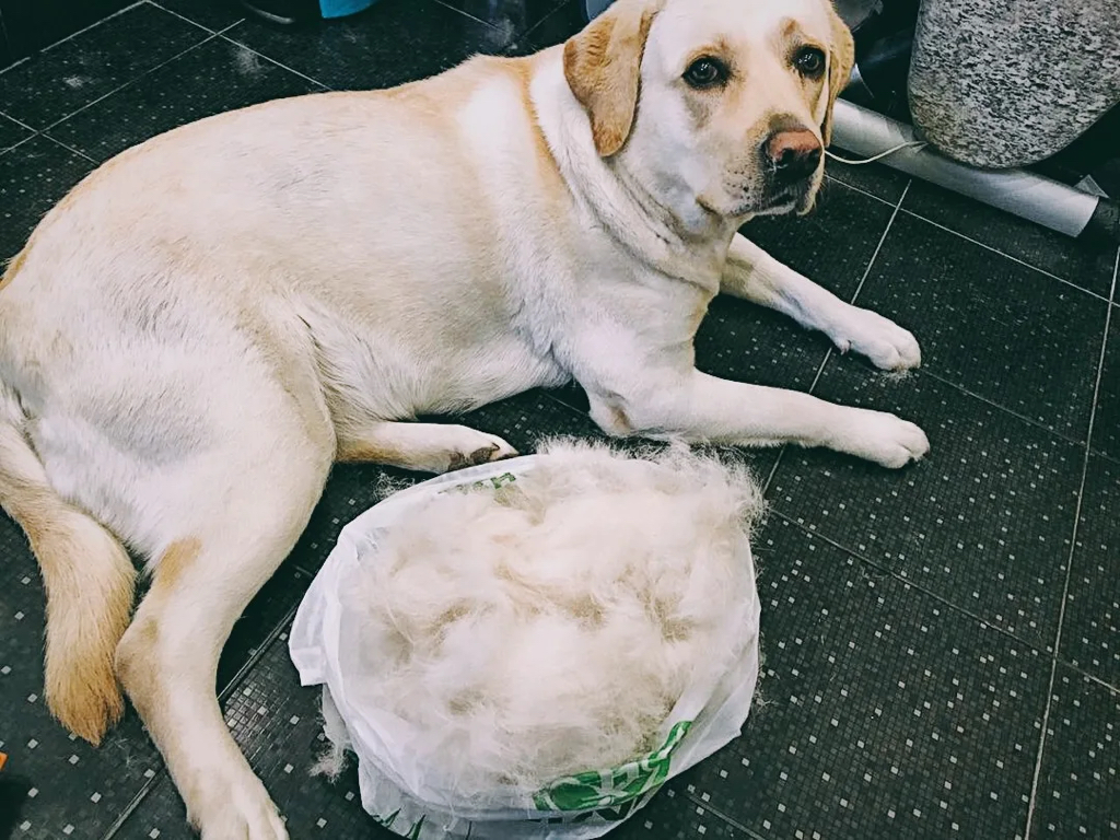 Лабрадор, полный комплекс