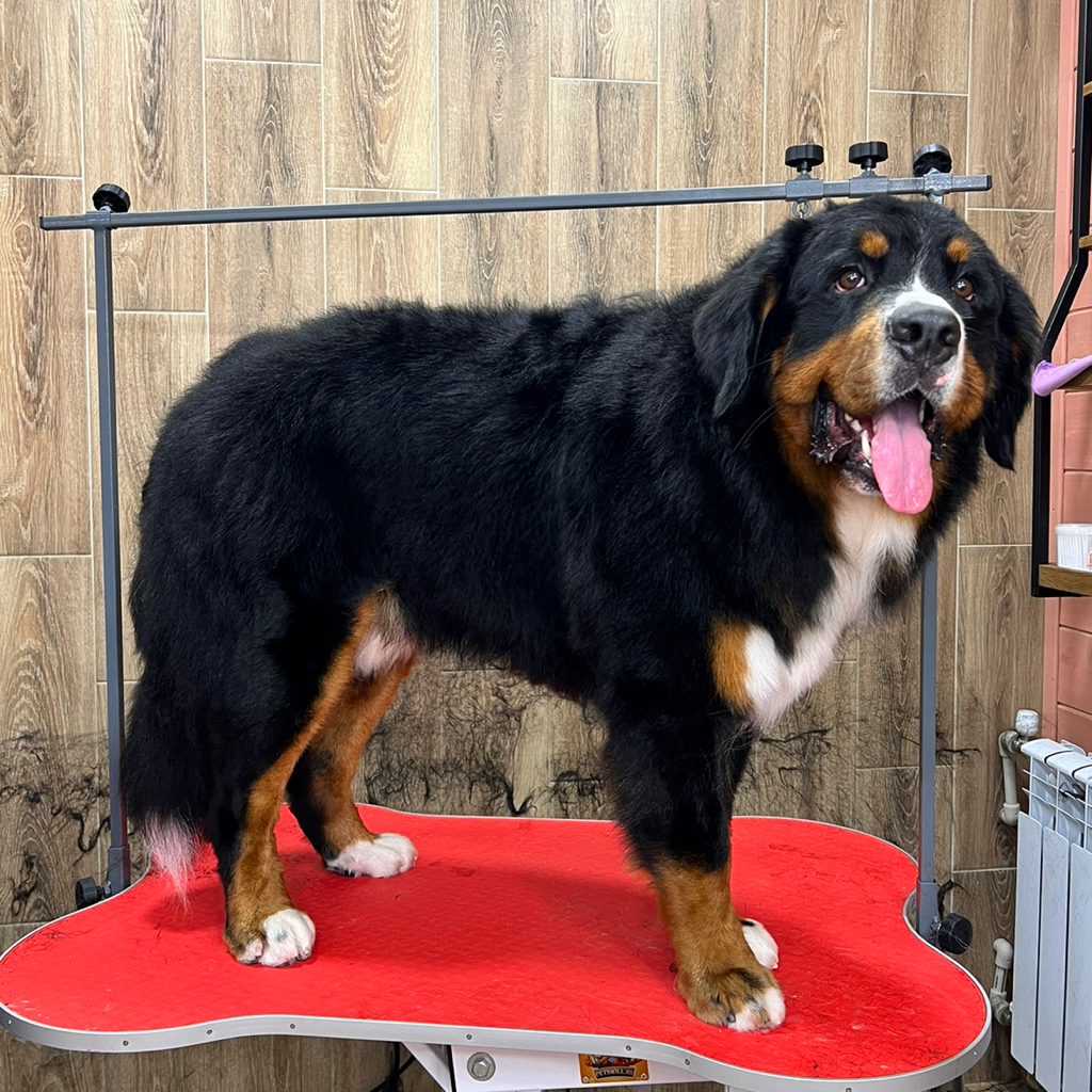 Бернский зенненхунд