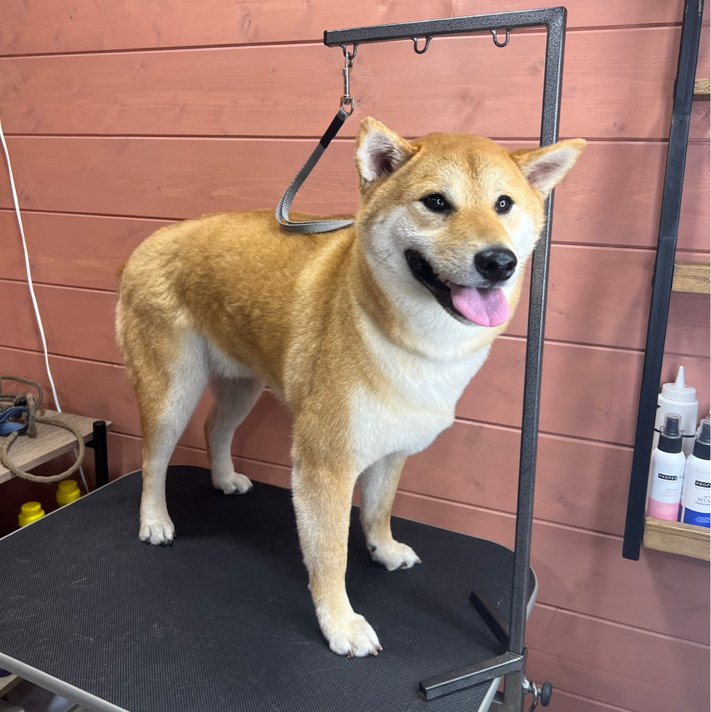 Сиба ину, полный комплекс