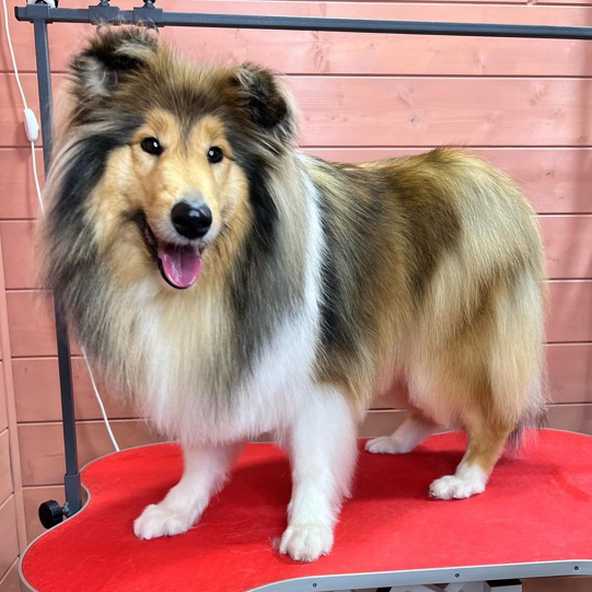 Колли, полный комплекс