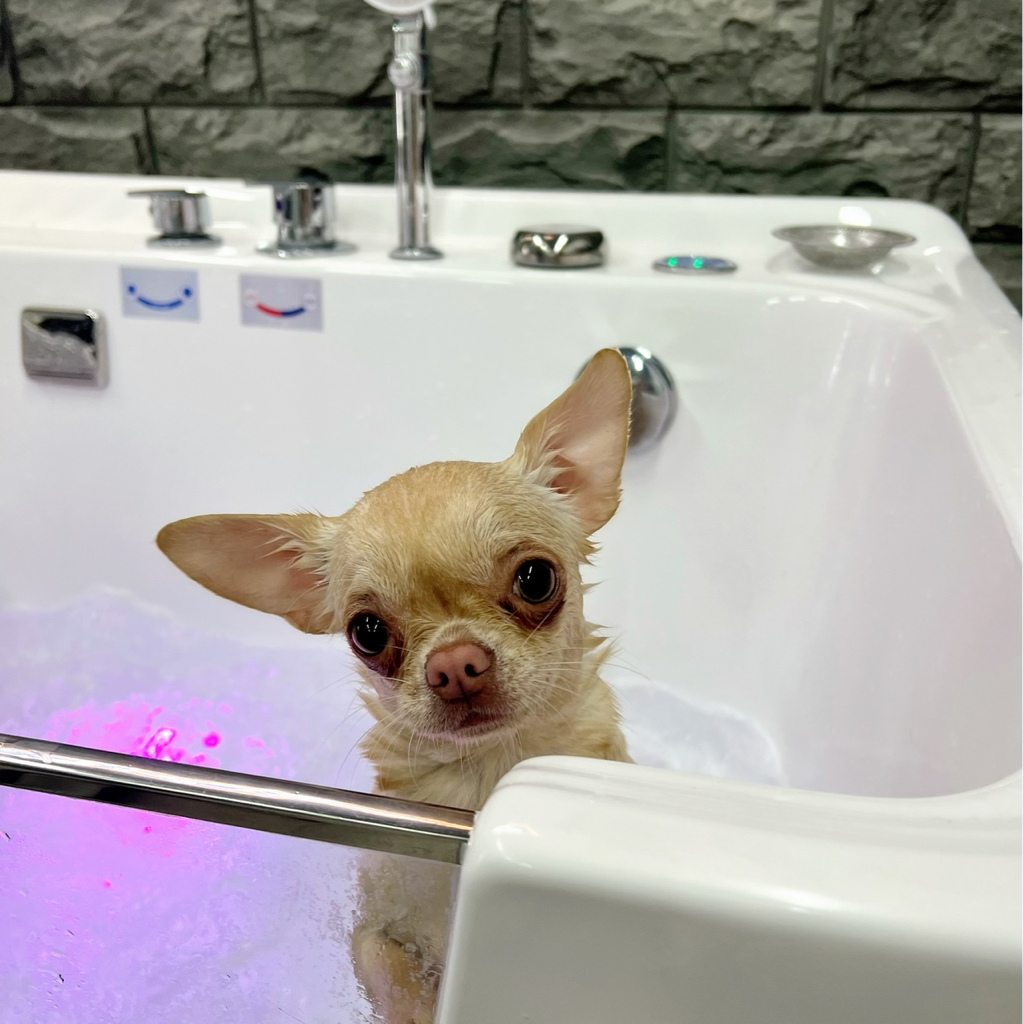 Чихуахуа  гладкая  Комплекс с мытьем и вычесом