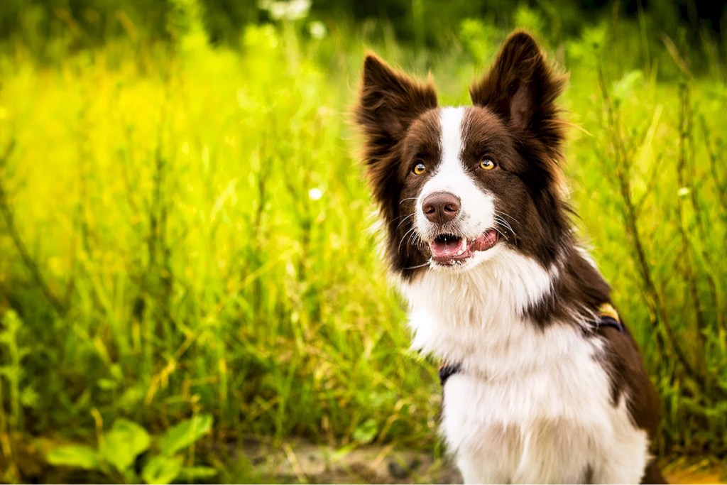 Комплекс Бордер Колли