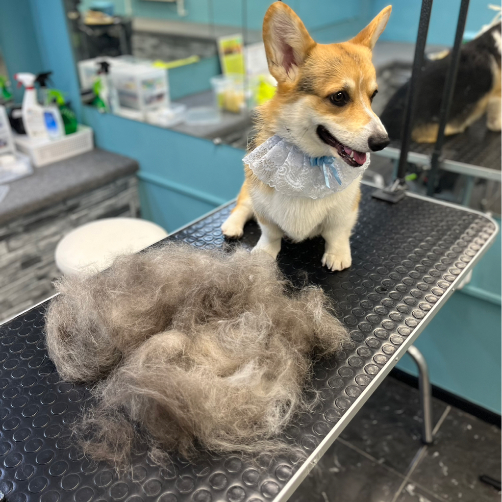 Вельш-корги экспресс-линька